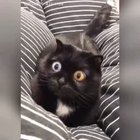 I'll have what he's having, please!