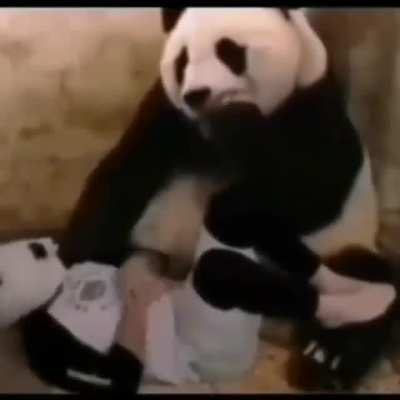 o mundo é uma mentira -panda 2021