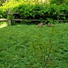 Adorable bunnies fighting over yard
