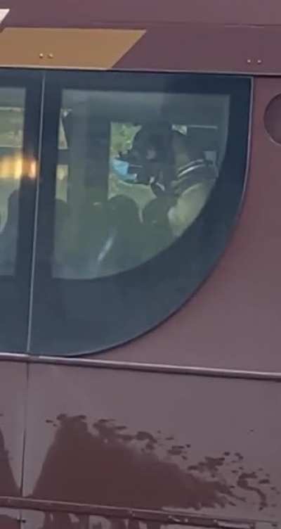 Yeah that is a dog on a bus.. in a face mask