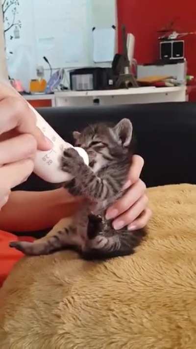 Smol Angry Hungry