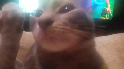 If Beans is in my lap and Hermes wants i, she sits on her until she moves. Jerk.