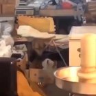 Bounce Lil Puppy Bounce