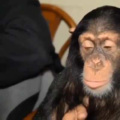 chimp dinner