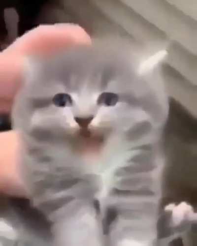 Gatinho