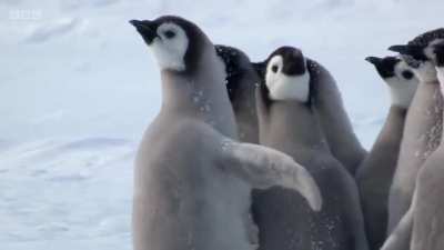 When emperor penguin chicks leave their nesting colonies at around 5 months of age, they head to the sea. The chicks are often unaccompanied, and it can be a long and dangerous journey. When these chicks encountered a giant petrel, an unlikely rescuer app