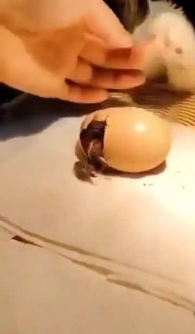 I’ll be their mommy now