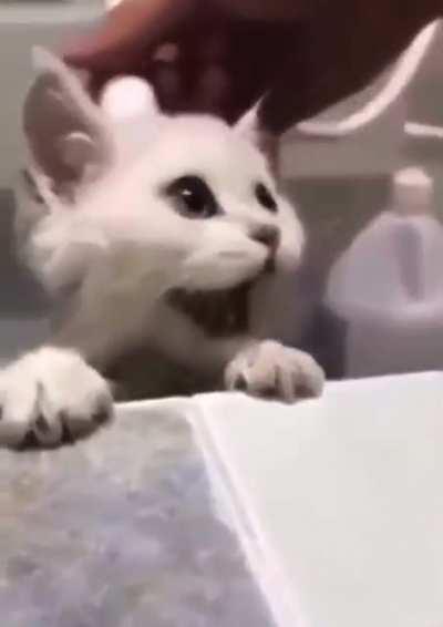 cAt FaLlS tO dEaTh