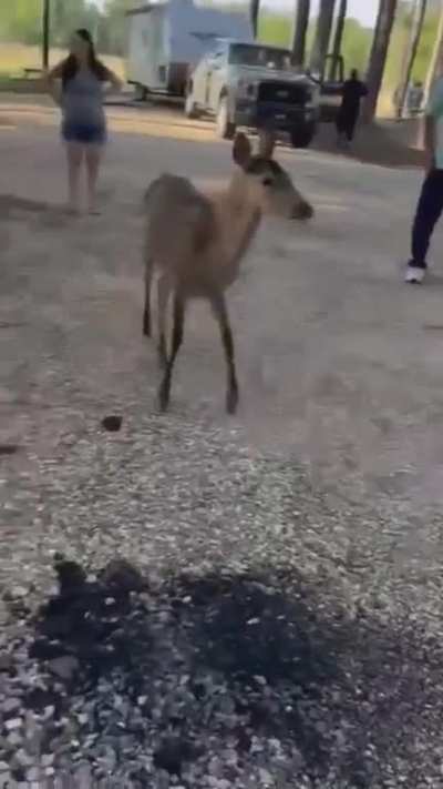 BRO 💀