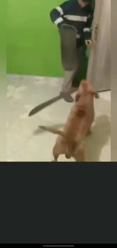 What the dog doin?