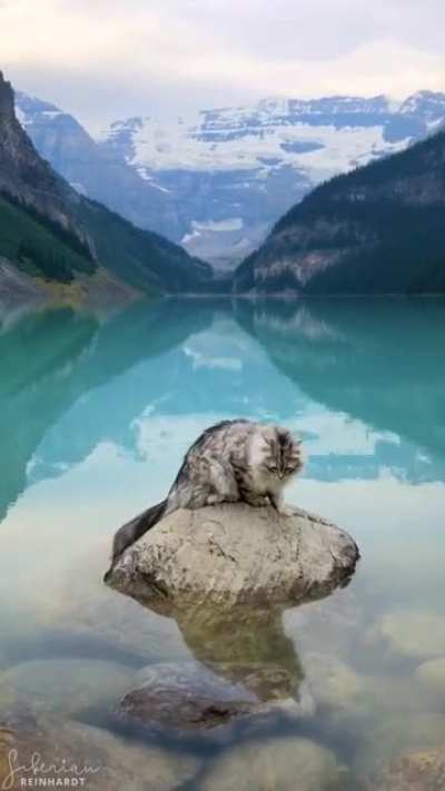 Took Reinhardt on a roadtrip to Lake Louise and he got to taste the magical waters!