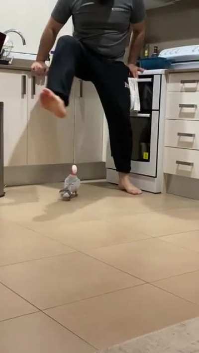 Elvis recently made his way back home after a 4 day flight… so glad this pink chicken is terrorising our lives again 🥲