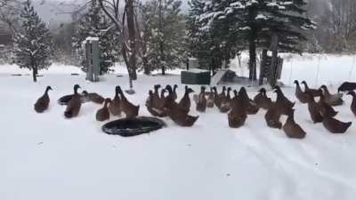 Ducks going out in the cold... now with SFX!