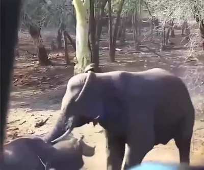 Rhino shit itself during serious moment