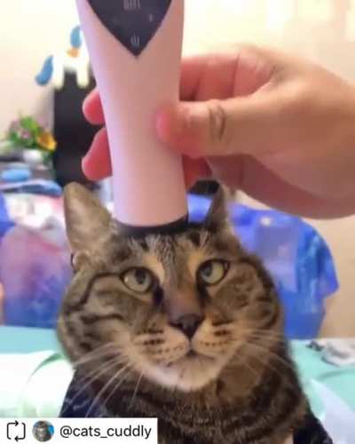 confused cat