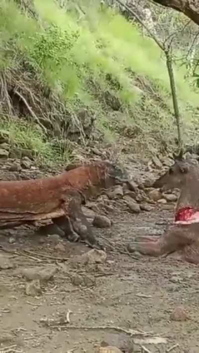 A deer accepted its fate and let a Komodo eat it alive