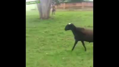 Guy angers a goat while his friends spectate