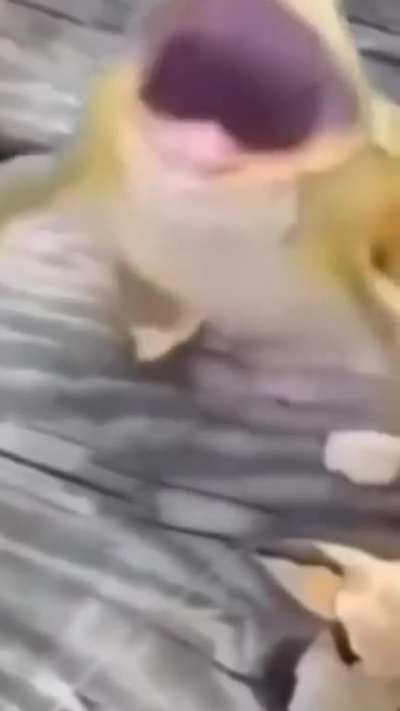 LAughin Frog 