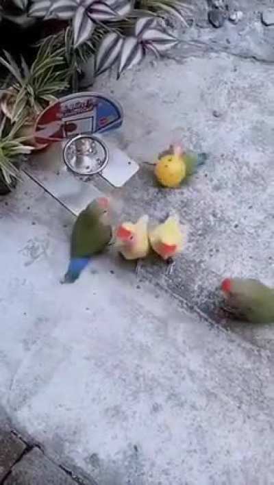 birds playing basketball.
