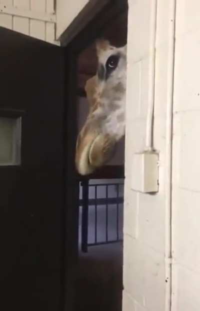 Is this for me hooman?
