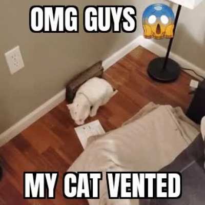 My cat is imposter 🤯😭😭