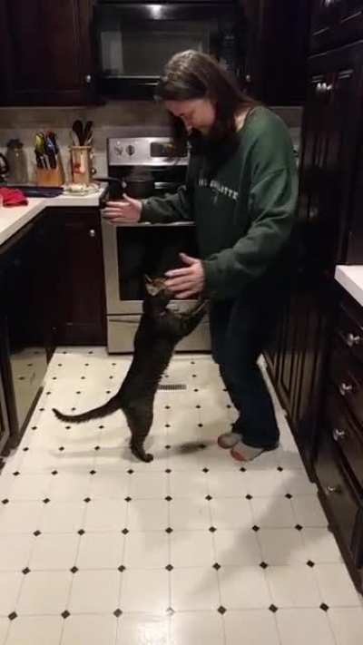 Cat dances the waltz