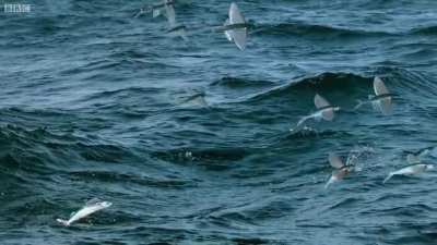 🔥 flying fish, they are able to glide for up to 650 feet 🔥