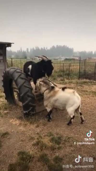 Goats having an intense conversation