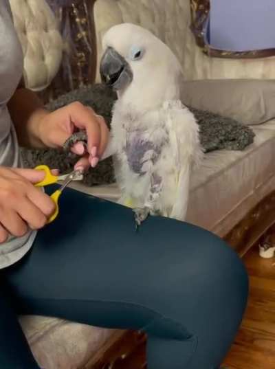 Birdie becomes increasingly dramatic when owner tries to clip nails