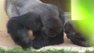Silverback and his son, calmly observe a caterpillar.