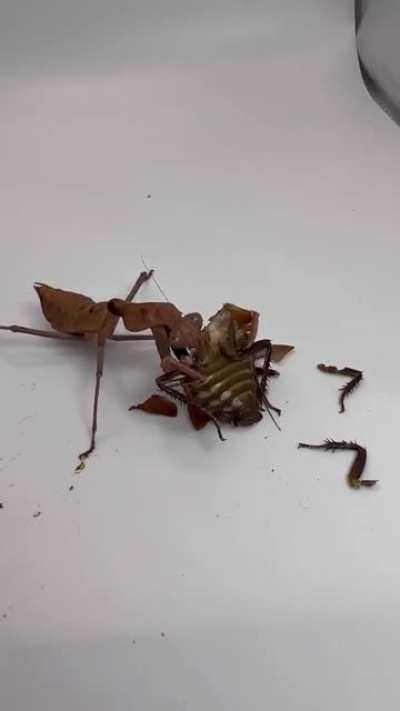 This hooded horror mantis (Tamolanica tamolana) is so aggressive 🤯