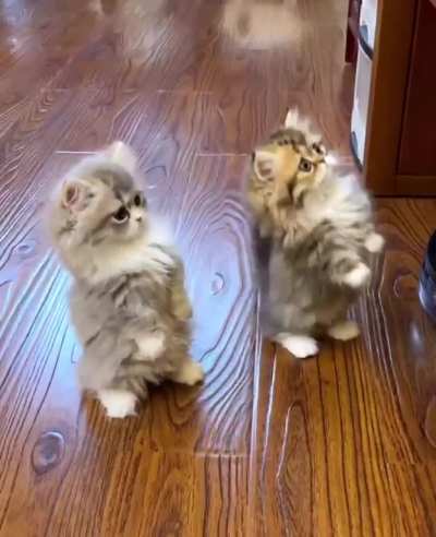 Cat.