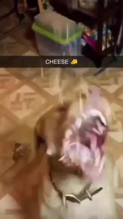 cheese