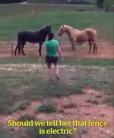 Horses