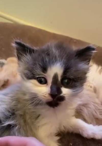 Learning to meow. Charlottesville SPCA