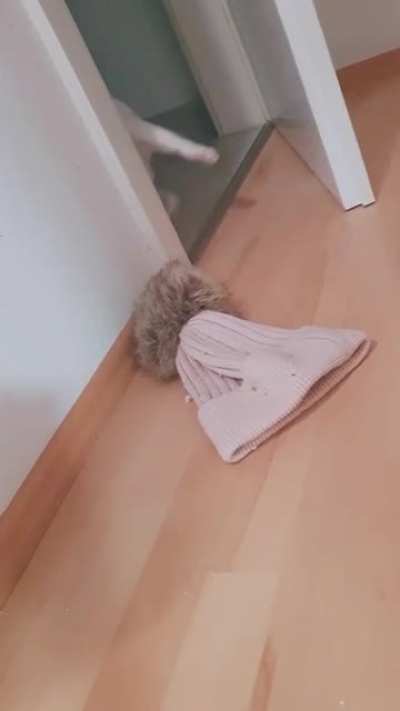 Someone use gif reverse bot