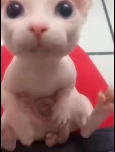 Ah cute kitti