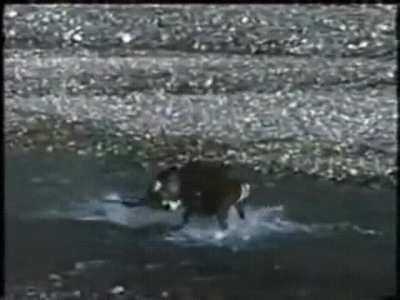 Grizzly bear vs caribou