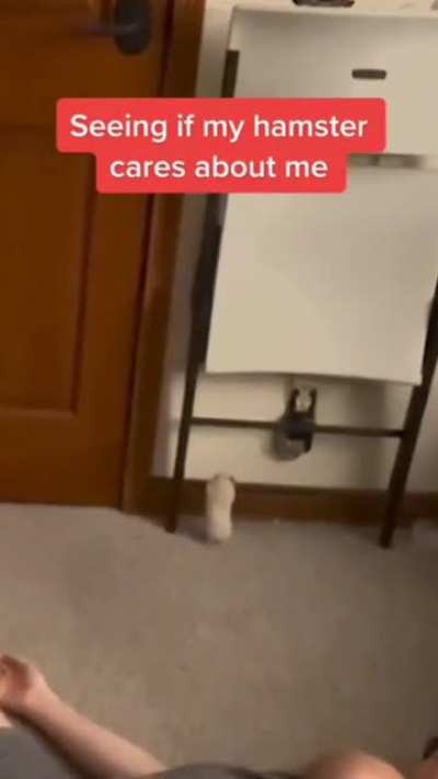 hamster hitman