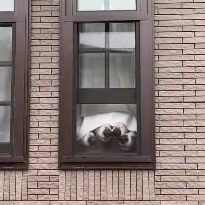 Snoots in the window