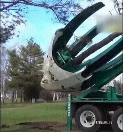 Transplanting a tree. Damn!