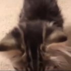 small boy big scream