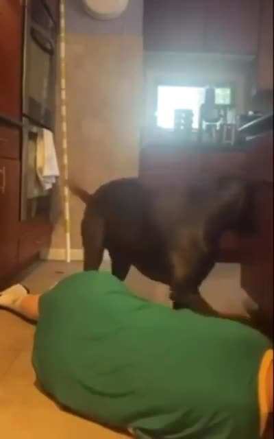 Helping Doggo