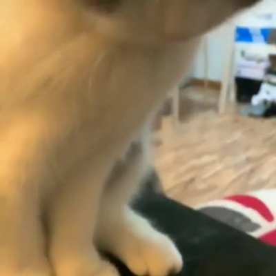 Fluffy kitty feet
