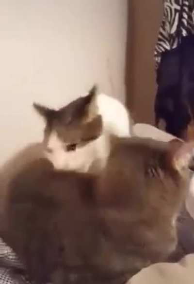 Meow