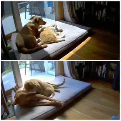 A video analysis of the difference between dog joining cat and cat joining the dog