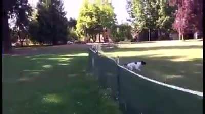 Dog Flip