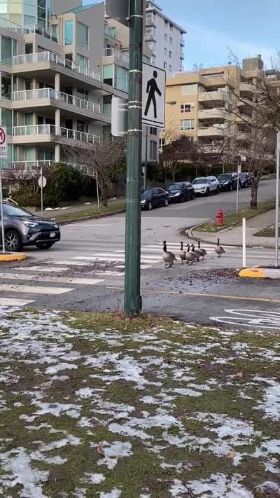 Last winter in Vancouver, the Geese being good Canadian citizens and using the crosswalk