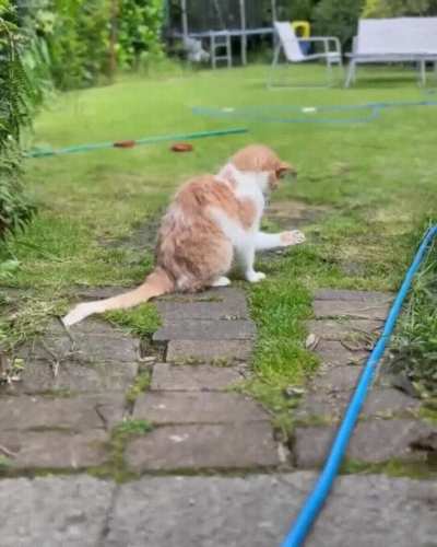 Existential Crisis Cat