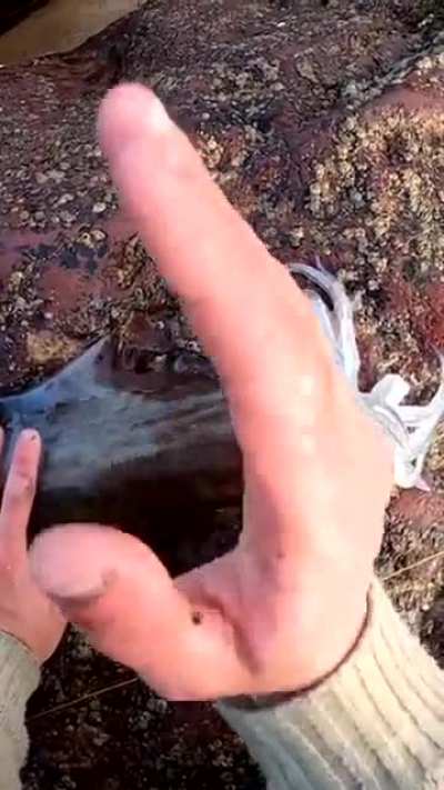 How to humanly harvest a squid 🦑
